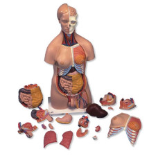 Torso Simulador DELUXXE de Doble Sexo en 20 Partes