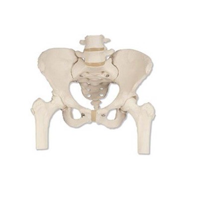 Esqueleto de la Pelvis Femenino con Cabezas de Fémur