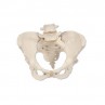Esqueleto de la Pelvis Femenino para Enseñanza 